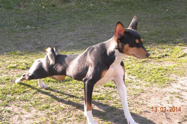 Basenji-Hündin Ayanna