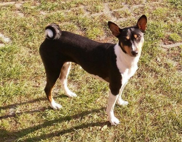 Basenji-Hündin Diara Moswen Leoto