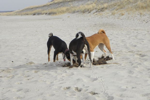 Unsere drei Basenji-Hündinnen am Strand